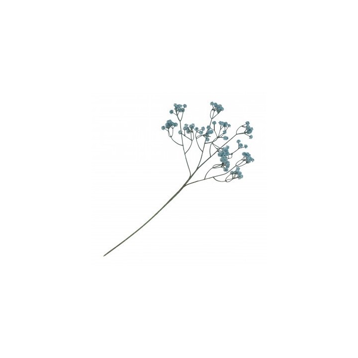 Gypsophile bleu sur tige