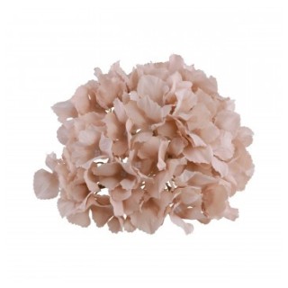 Tete hortensia rose poudré