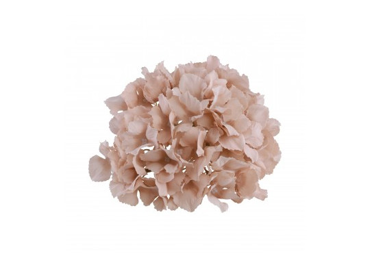 Tete hortensia rose poudré