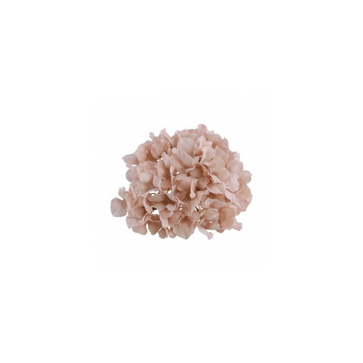 Tete hortensia rose poudré