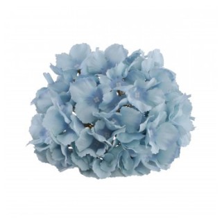 Tete hortensia bleu ciel