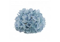 Tete hortensia bleu ciel