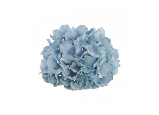 Tete hortensia bleu ciel