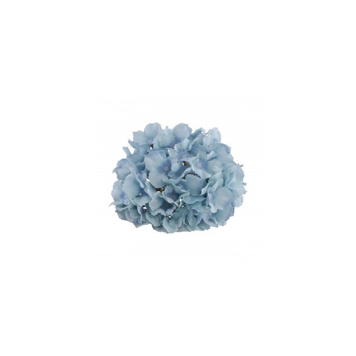 Tete hortensia bleu ciel