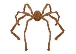 Araignée géante marron