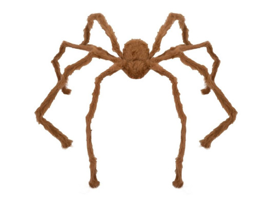 Araignée géante marron