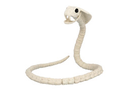 Squelette serpent