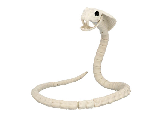 Squelette serpent