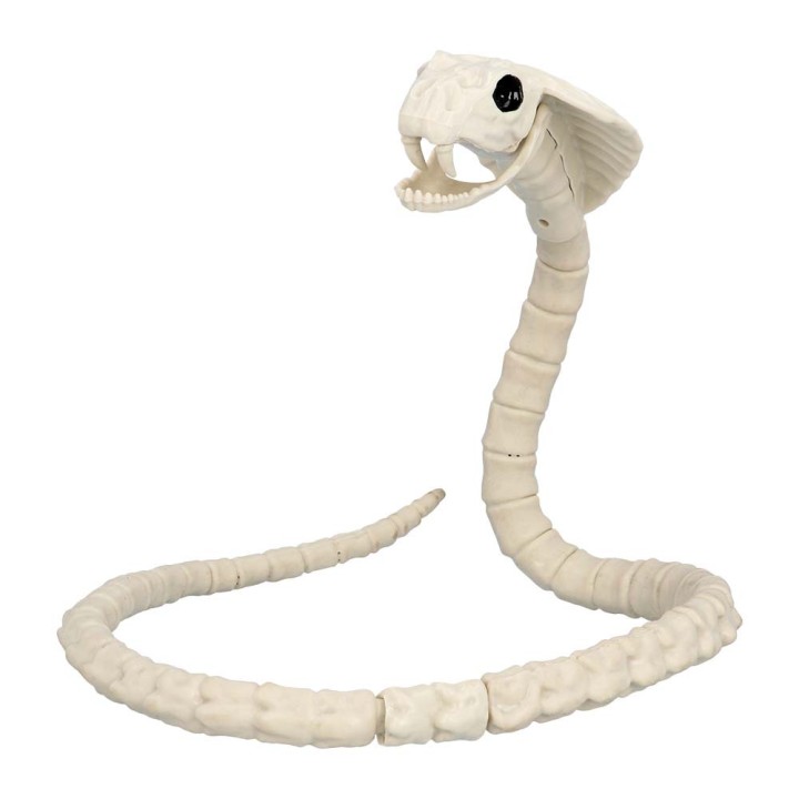 Squelette serpent