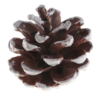 POMME DE PIN ENNEIGEE 5CMS X20