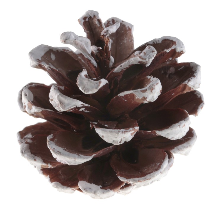 POMME DE PIN ENNEIGEE 5CMS X20