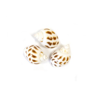 Coquillage escargot blanc - Décoration de table