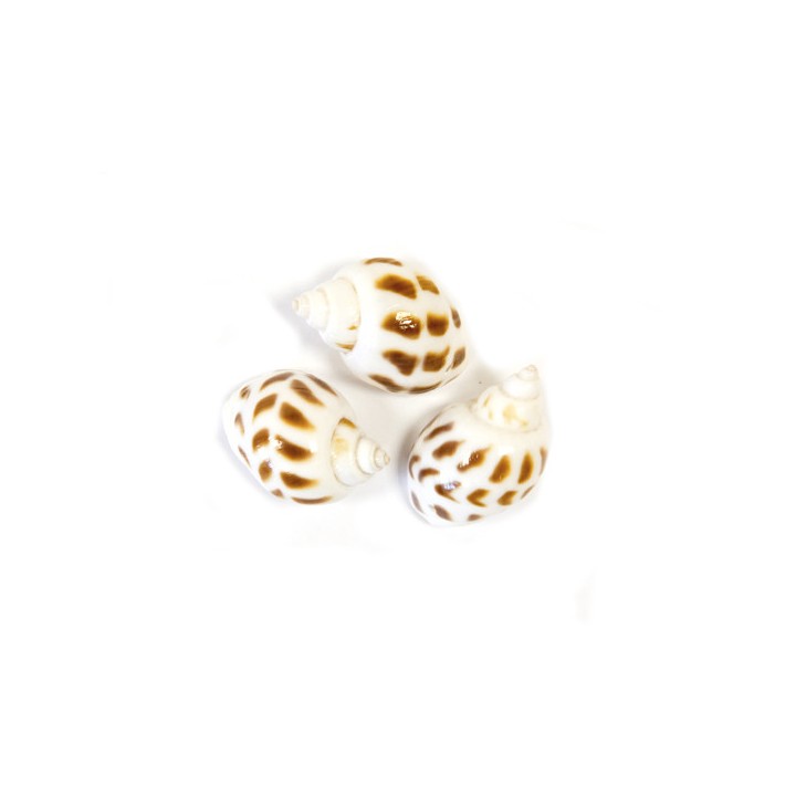 Coquillage escargot blanc - Décoration de table