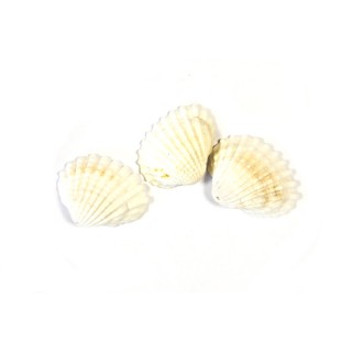 Coquillage blanc - Décoration de table