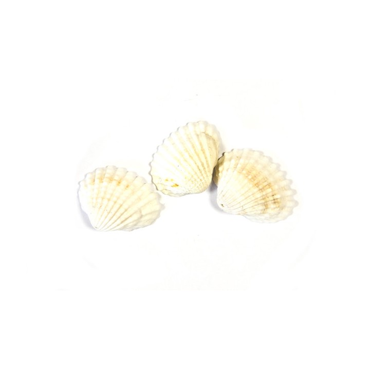 Coquillage blanc - Décoration de table