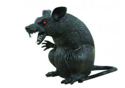 Rat noir