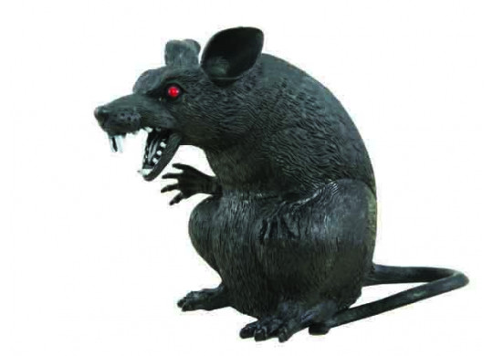 Rat noir